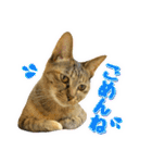 かわヨな猫ちゃんスタンプ3（個別スタンプ：2）