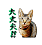 かわヨな猫ちゃんスタンプ3（個別スタンプ：3）
