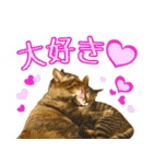 かわヨな猫ちゃんスタンプ3（個別スタンプ：4）
