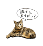かわヨな猫ちゃんスタンプ3（個別スタンプ：5）