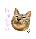かわヨな猫ちゃんスタンプ3（個別スタンプ：6）