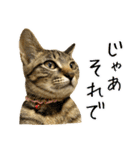 かわヨな猫ちゃんスタンプ3（個別スタンプ：7）