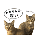 かわヨな猫ちゃんスタンプ3（個別スタンプ：8）