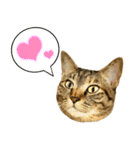 かわヨな猫ちゃんスタンプ3（個別スタンプ：9）