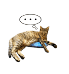 かわヨな猫ちゃんスタンプ3（個別スタンプ：10）