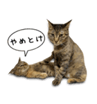 かわヨな猫ちゃんスタンプ3（個別スタンプ：12）