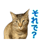 かわヨな猫ちゃんスタンプ3（個別スタンプ：13）