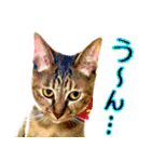かわヨな猫ちゃんスタンプ3（個別スタンプ：14）