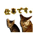 かわヨな猫ちゃんスタンプ3（個別スタンプ：16）