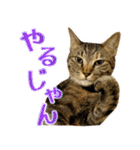 かわヨな猫ちゃんスタンプ3（個別スタンプ：17）