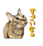 かわヨな猫ちゃんスタンプ3（個別スタンプ：18）