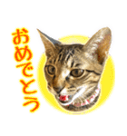 かわヨな猫ちゃんスタンプ3（個別スタンプ：19）