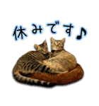 かわヨな猫ちゃんスタンプ3（個別スタンプ：20）