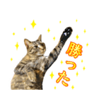 かわヨな猫ちゃんスタンプ3（個別スタンプ：21）