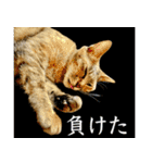 かわヨな猫ちゃんスタンプ3（個別スタンプ：22）