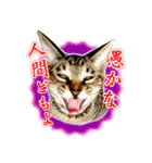 かわヨな猫ちゃんスタンプ3（個別スタンプ：23）