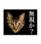 かわヨな猫ちゃんスタンプ3（個別スタンプ：25）
