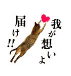 かわヨな猫ちゃんスタンプ3（個別スタンプ：26）