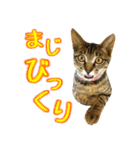 かわヨな猫ちゃんスタンプ3（個別スタンプ：27）