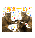 かわヨな猫ちゃんスタンプ3（個別スタンプ：28）
