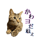 かわヨな猫ちゃんスタンプ3（個別スタンプ：29）