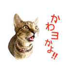 かわヨな猫ちゃんスタンプ3（個別スタンプ：31）