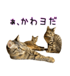 かわヨな猫ちゃんスタンプ3（個別スタンプ：32）