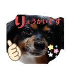 これでもパピヨン☆陸＆毬 part2（個別スタンプ：4）