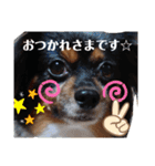 これでもパピヨン☆陸＆毬 part2（個別スタンプ：7）