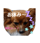 これでもパピヨン☆陸＆毬 part2（個別スタンプ：11）