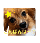 これでもパピヨン☆陸＆毬 part2（個別スタンプ：13）