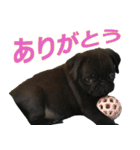 黒パグのあかちゃん 2（個別スタンプ：2）