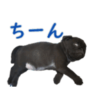 黒パグのあかちゃん 2（個別スタンプ：4）