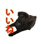 黒パグのあかちゃん 2（個別スタンプ：6）