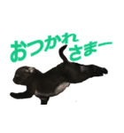 黒パグのあかちゃん 2（個別スタンプ：7）