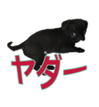 黒パグのあかちゃん 2（個別スタンプ：9）