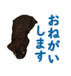黒パグのあかちゃん 2（個別スタンプ：11）