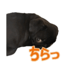 黒パグのあかちゃん 2（個別スタンプ：15）