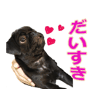 黒パグのあかちゃん 2（個別スタンプ：17）