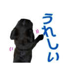 黒パグのあかちゃん 2（個別スタンプ：19）