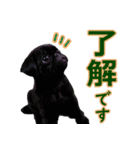 黒パグのあかちゃん 2（個別スタンプ：20）