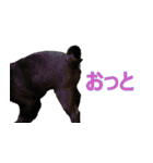 黒パグのあかちゃん 2（個別スタンプ：21）