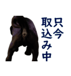 黒パグのあかちゃん 2（個別スタンプ：22）