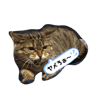 れお るか②（個別スタンプ：12）