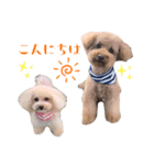 トイプードルの花と小次郎（個別スタンプ：2）