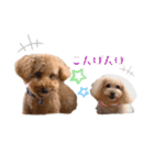 トイプードルの花と小次郎（個別スタンプ：3）