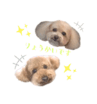 トイプードルの花と小次郎（個別スタンプ：8）