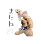 トイプードルの花と小次郎（個別スタンプ：13）