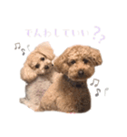 トイプードルの花と小次郎（個別スタンプ：14）