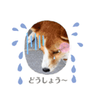 めるタンの日常スタンプ（個別スタンプ：15）
